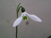 Galanthus Melbourne